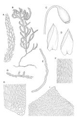 Fallaciella. A–I: F. robusta. A, branch detail. B, habit. C, capsule. D, leaves. E, cross-section of lower laminal cells including double costa. F, mid laminal cells. G, part of stoloniferous shoot. H, alar cells of branch leaf. I. leaf apex. Drawn from holotype, A.J. Fife 8137, CHR 438186.
 Image: R.C. Wagstaff © 2003 British Bryological Society. Reprinted by permission of Informa UK Limited, trading Taylor & Francis Group, https://www.tandfonline.com on behalf of British Bryological Society. Reprinted by permission of Informa UK Limited, trading Taylor & Francis Group, https://www.tandfonline.com on behalf of British Bryological Society.